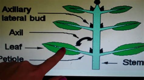 Mrs Neimeyers 291 Plant Shoot And Root Systems Youtube