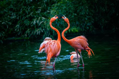 Two Caribbean Flamingos In Fight Containing Flamingo Couple And Big