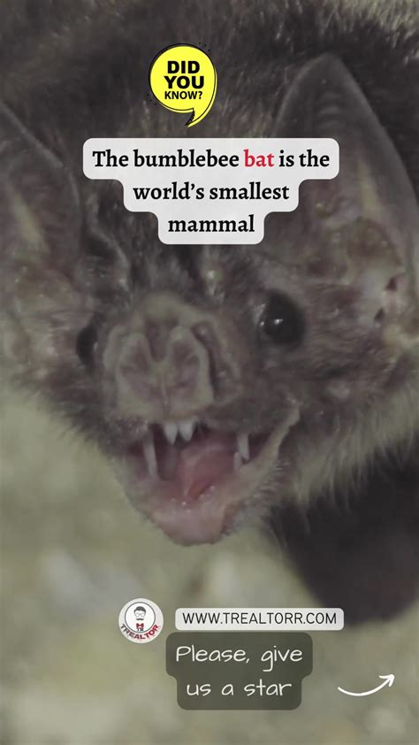 Did You Know The Bumblebee Bat Is The Worlds Smallest Mammal