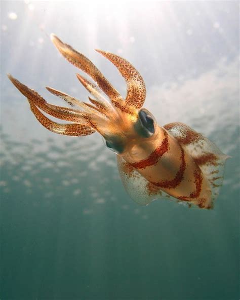 A Southern Calamari Squid Illuminated With Sun Rays By Photographer