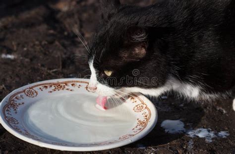 cats drinking milk from bowl stock image image of pussycat kitty 80988117