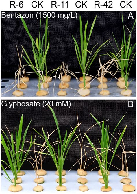 Sensitivity Test Of Transgenic Rice Plants To Bentazon And