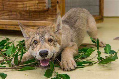 Cute Baby Wolf Puppy Playing At The San Diego Zoo Youtube