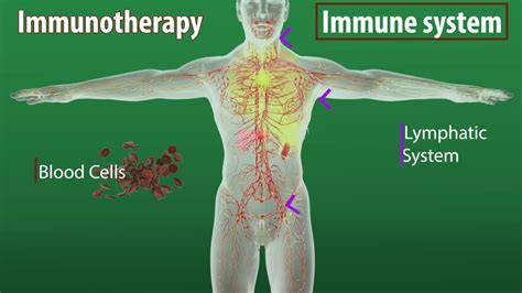 What Is Immunotherapy Cancer Treatment And How Does It Work Youtube