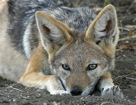 Dangerous of Wild Animals: Jackal