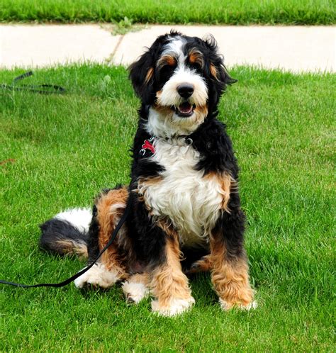 Standard Bernedoodle 9 Months Bernedoodle Cutest Dog Ever Cute