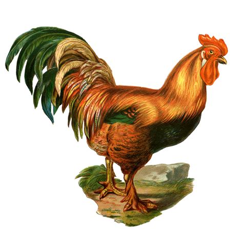 Rooster Clipart Best