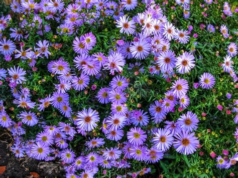 Alpine Aster Aster Alpinus Decorative Garden Plant With Purple