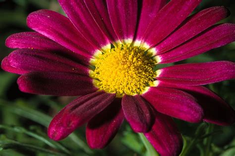 Margaret Flower Petals Free Photo On Pixabay Pixabay