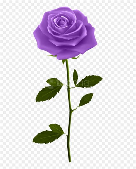 a purple rose clipart 10 free cliparts download images on clipground 2024