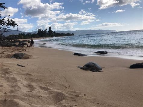 Turtle Bay Beach Kahuku 2020 What To Know Before You Go With