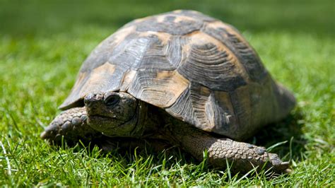 Complete Guide For Pet Turtles Including Information Pictures 2020