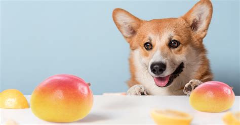 Yes, donkeys can eat pumpkins. Can Dogs Eat Mangoes? updated February 2021 | Pumpkin ...