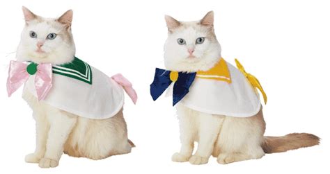 Is same story as dragon ball z, but it's shorter version with less filler and faster pacing than dragon ball z. Cosplay für die Katze und den Hund - offizielle Sailor ...