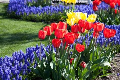 Plan Now For Spring Blooms And Buy Bulbs Better Homes And Gardens