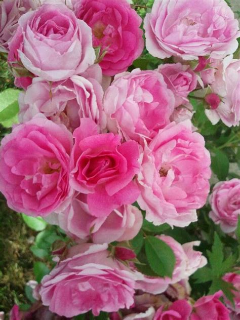 ~morden Centennial Roses Hardy To Zone 3 Blooms In Huge Clusters And