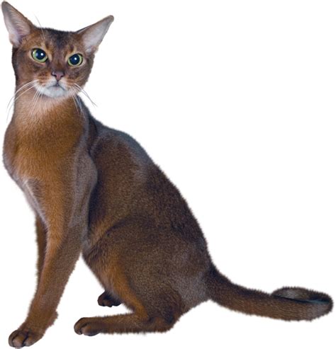 Download High Quality Cat Clipart R Realistic Transparent Png Images