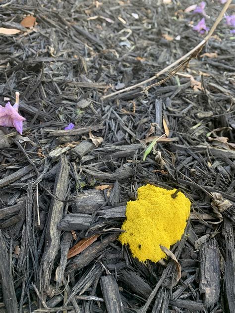 Yellow Slime Mold Growing In Southwest Florida Rslimemolds