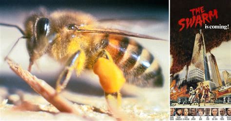 This movie is a terrifying glimpse into the horrifying reality of the oncoming killer bee swarm making it's way here from africa. The 'Killer Bees' Scare Of The '70s: Was There A Real Threat?