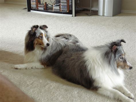 I have a blue merle female and a blue merle male sheltie. Carmen and Connie - Blue Merle Shelties (With images ...