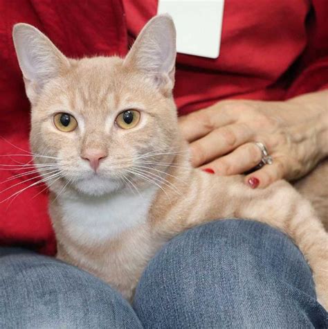 Three out of 10 geriatric cats (age 15 or older) will receive a diagnosis of chronic kidney disease. 14 Cats and Dogs Waiting For You To Take Them Home