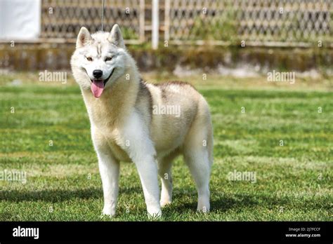 Beautiful Siberian Husky Dog During A Dog Show On A Leash Stock Photo