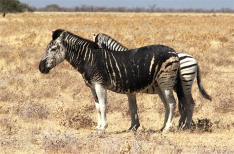 Rare Colored Zebras Hubpages