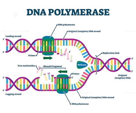 Dna Polymerase Enzyme Syntheses Labeled Educational Vector Illustration Vectormine