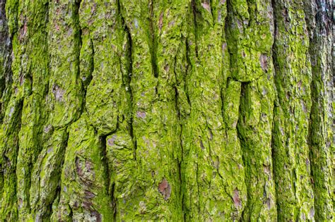 Mossy Tree Bark 2 Stock Photo Image Of Life Stem Background 71904632
