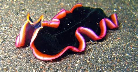 Flatworm Lower Classifications Platyhelminthes Reproduction Funny