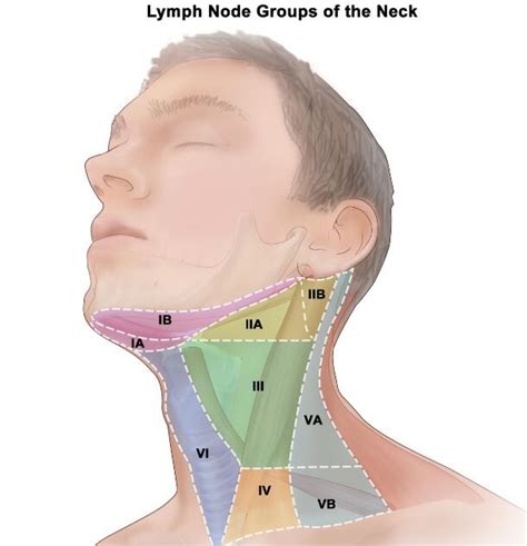 Anatomy Of The Neck Glands Anatomy