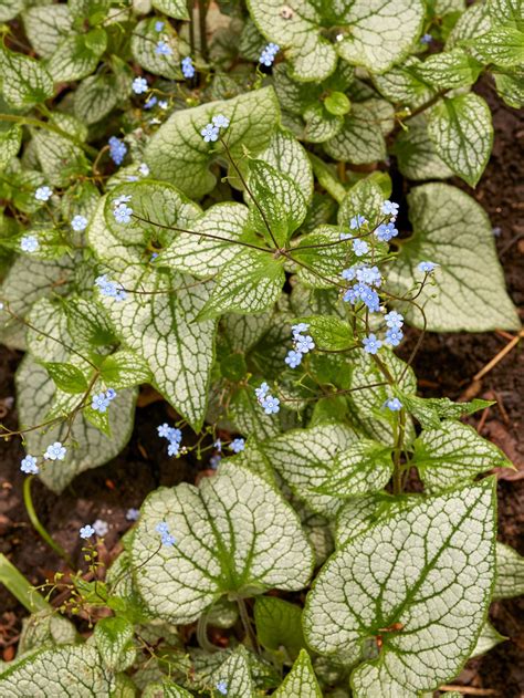 14 Best Shade Plants To Make Color To Your Garden 2000 Daily