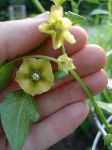 Check spelling or type a new query. Growing Tomatillos - Bonnie Plants