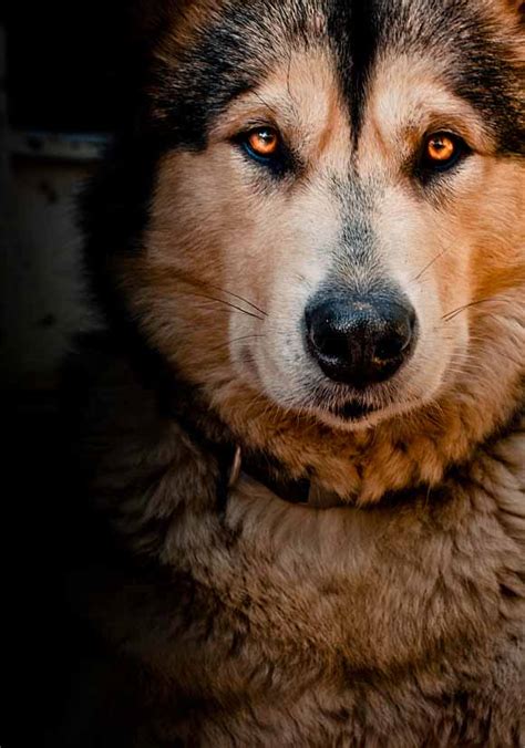 Snow buddies presented by disney buddies. Sled Dog Names: Unique Naming Ideas For Snow Dogs