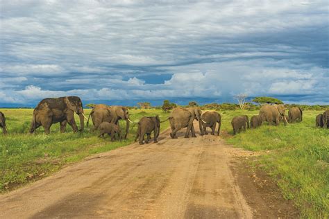 Tanzania Safari Tours Private And Group Expedition