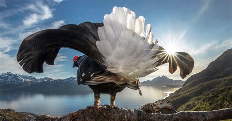 2019 Winners Of The Bigpicture Natural World Photography