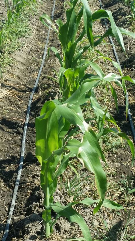 Weeds That Look Like Corn Stalks