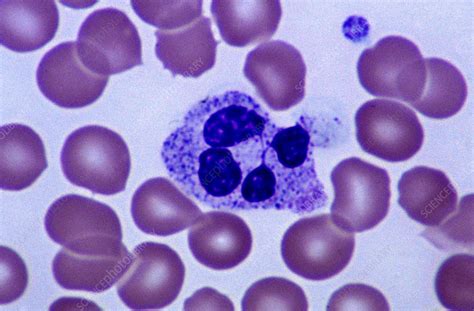 Leukocyte Stock Image C0031727 Science Photo Library