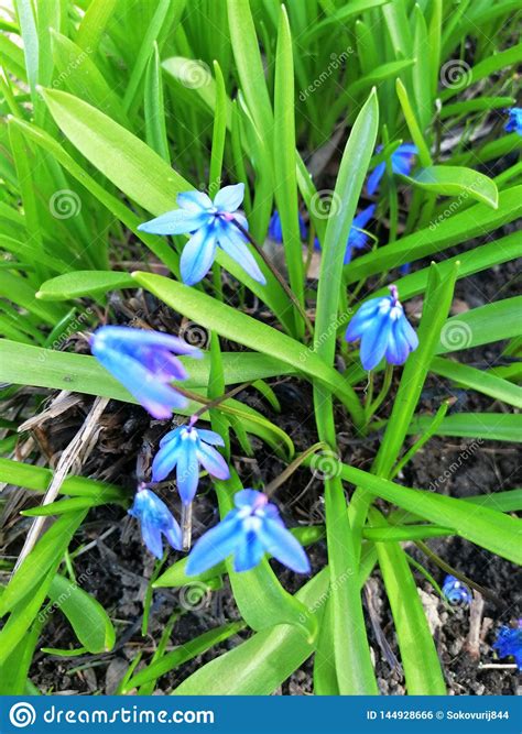 First Spring Blue Flowers Stock Photo Image Of Blossom 144928666