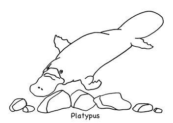 Printable activities for 5 year olds games. PLATYPUS - Animal colouring page for 2-5 year olds. Free ...