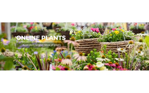 Plant Nurseries Are The Best To Buy Plants Heres Why Online