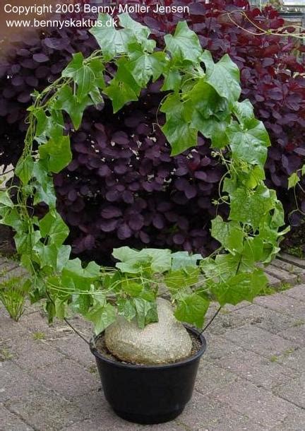 It is a popular pot plant. Pictures of Succulen Cucurbitaceae (cucumber family)