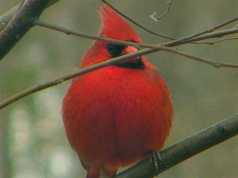 Wild Life Sweet Cardinal Images Wild Birds
