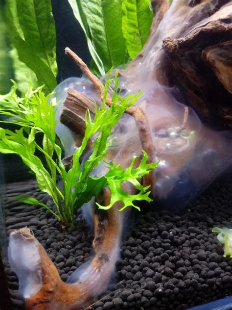 10 Types Of Aquarium Algae And How To Get Rid Of Them Aquariumstoredepot