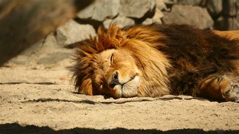 Lion Resting In The Sun Free Stock Video Mixkit