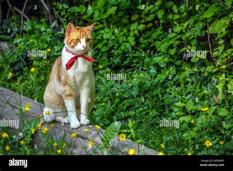 Feral Farm Cat Sitting Looking Stock Photo Alamy