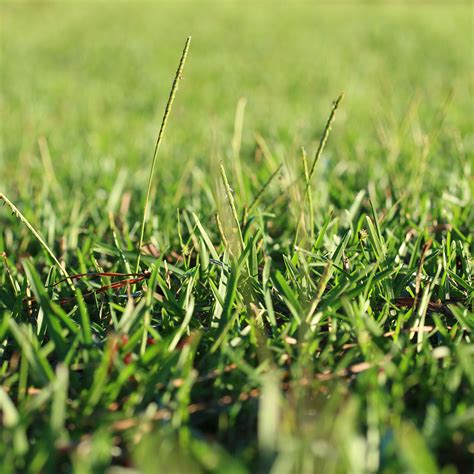 Achieving A Lush Dark Green Hue For Your Centipede Grass