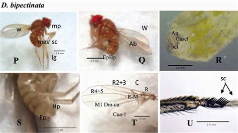morphological characteristics of three drosophila species d download scientific diagram