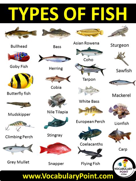 Fish Names Types And List Of Fish Names Vocabulary Point