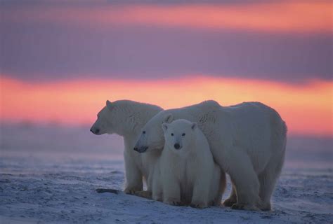 Polar Bears In Canada Polar Bear Techforband